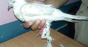 पाकिस्तान का जासूस कबूतर पठानकोट जेल में