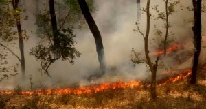 उत्तराखंड के 13 जिलों के जंगलों में आग : हाई अलर्ट जारी