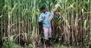नोटबंदी से परेशान किसानों ने जताया विरोध ,विधानभवन पर मुफ्त  बांटा आलू और गेहूं
