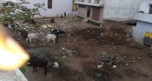 इंदिरा नगर लखनऊ के सभासद से क्षेत्रीय जनता कर रही है पुकार , पार्क जो कूड़ा घर बन गया है उसे पार्क बनवा दे