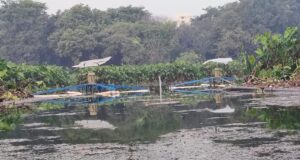 LDA ने नैनीताल और पुष्कर सरोवर की तर्ज पर ऐतिहासिक जमुना झील में शुरू किया सफाई का काम
